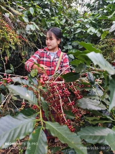 Farmers harvesting coffee cherries