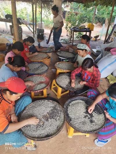 Community farmers coordinating on value beans