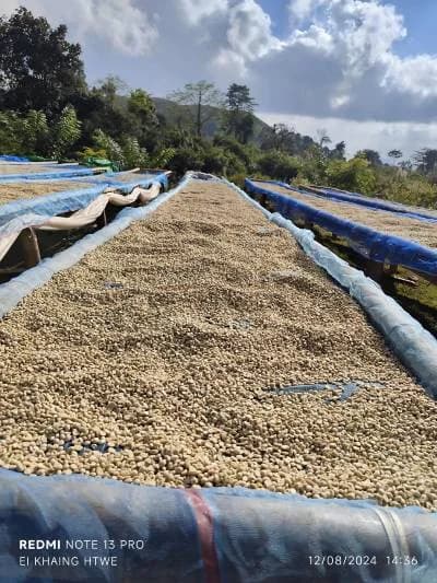 Drying coffee background